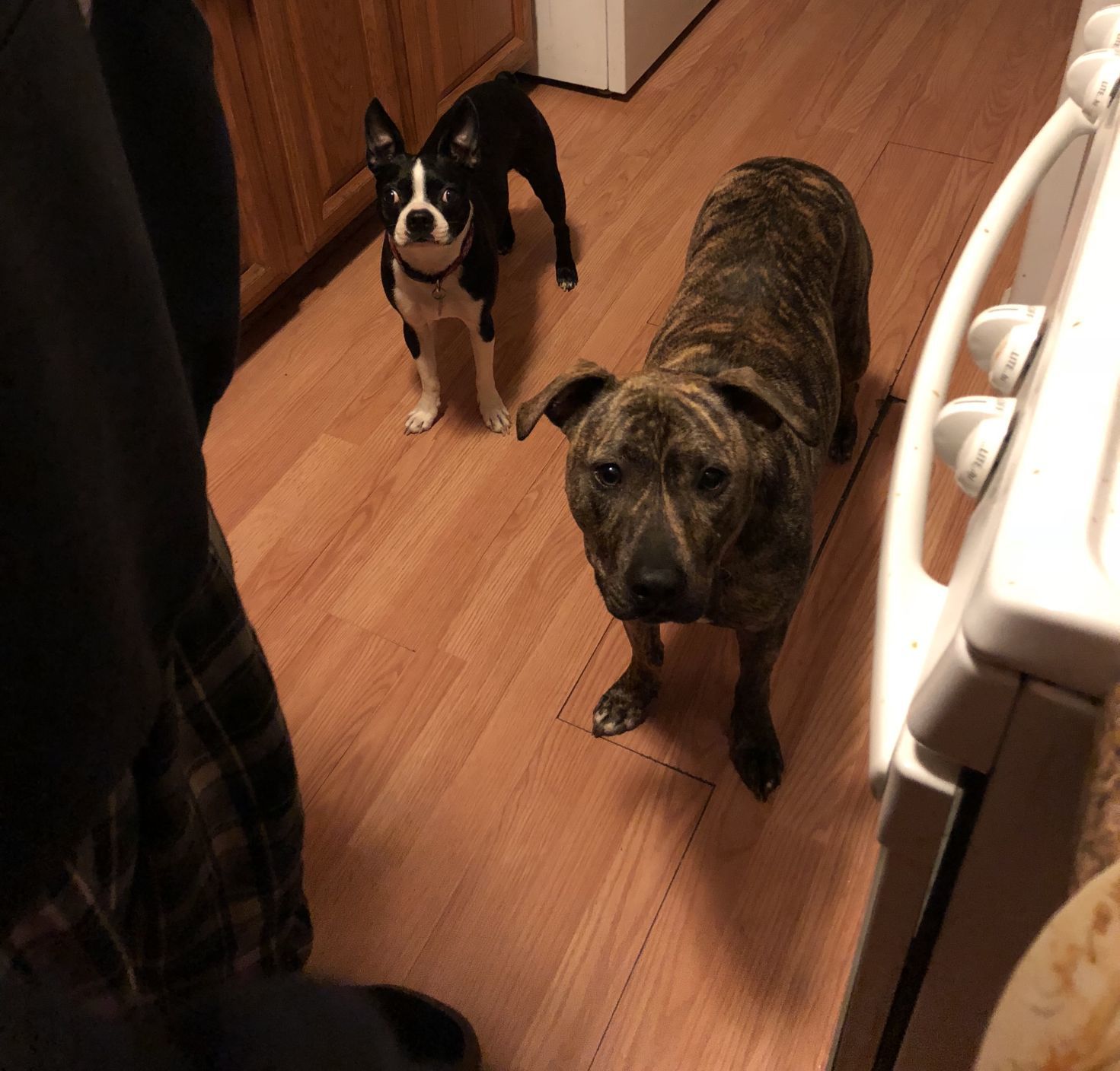 Pups